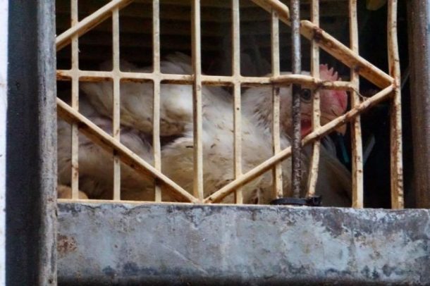 'Headless Chicken Solution' Propose Matrix Style Poultry Farming | News ...