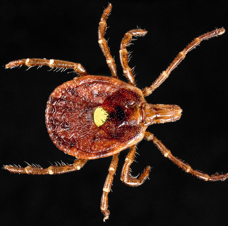This Parasitic Tick Will Make You Allergic To Meat Updated July 1 2019