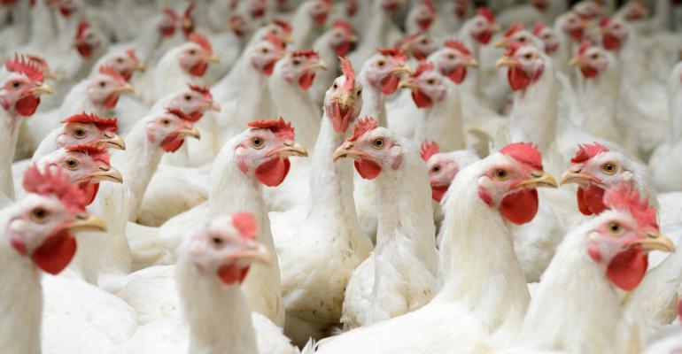 'Headless Chicken Solution' Propose Matrix Style Poultry Farming | News ...