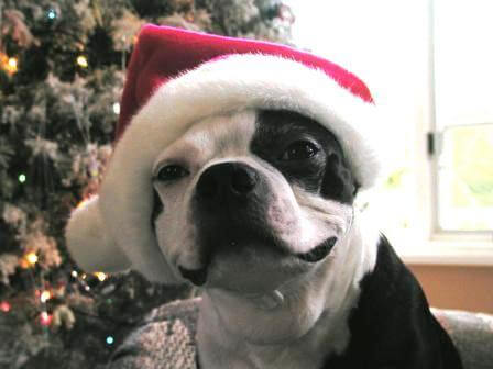 animals with christmas hats