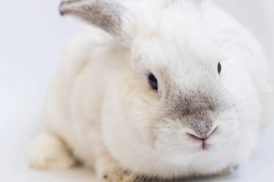 California Aims to Ban the Sale of Animal-Tested Cosmetics