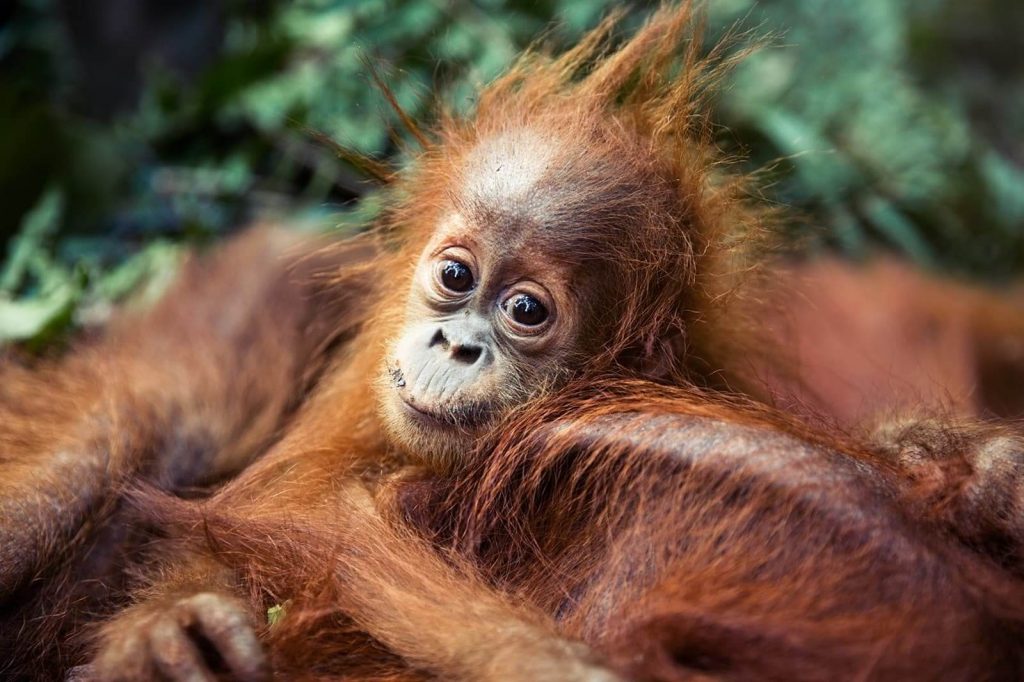 UK Supermarket Chain Cuts Out Palm Oil to Save Orangutans