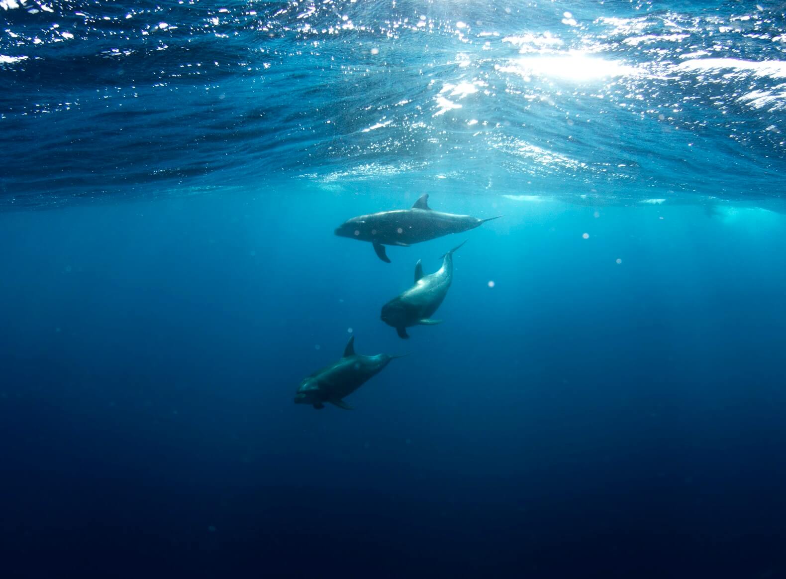 Canada Tackles Overfishing With Proposed Marine Life Habitat Protection Regulations