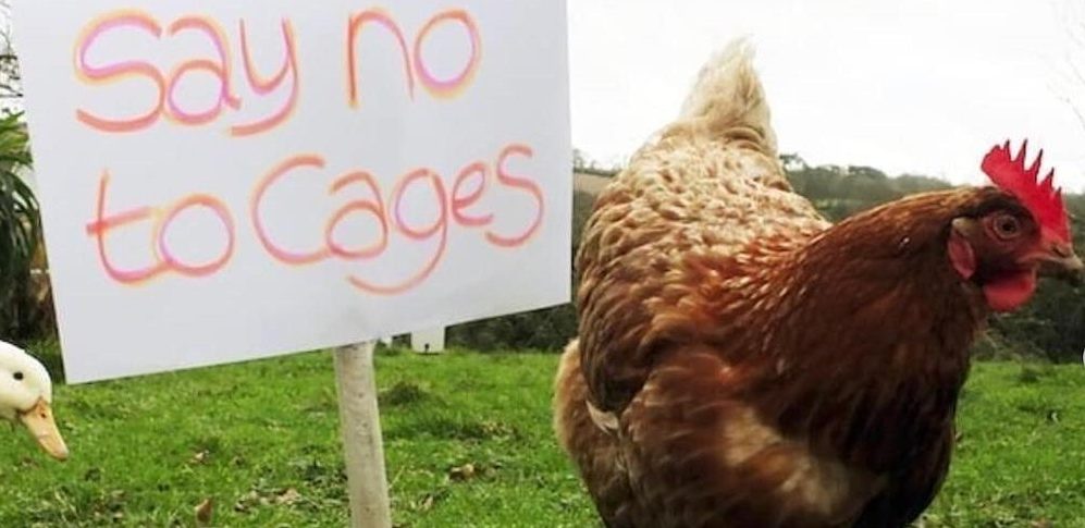 Say No to Cages