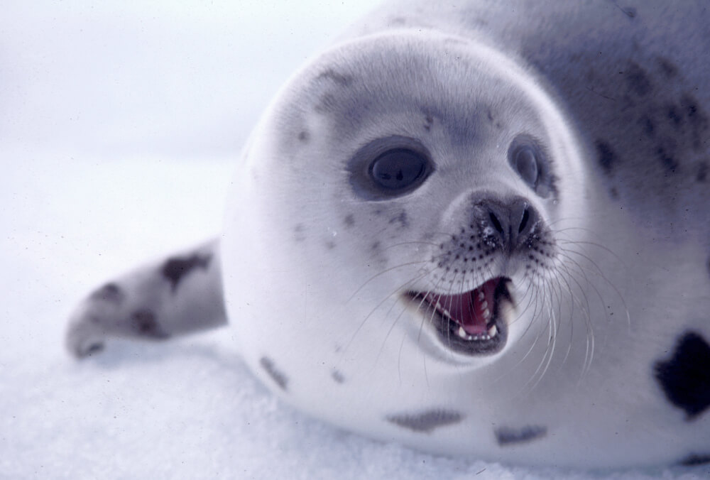 E India Officially Bans Import of Seal Fur and Skins
