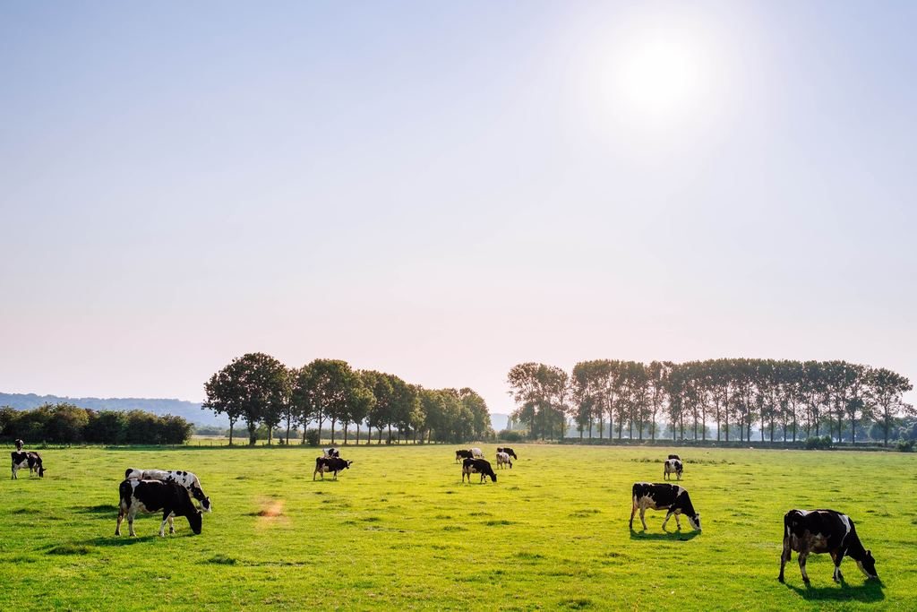 Reducing Meat Consumption Necessary for a Sustainable Future, Says Dutch Environmental Council