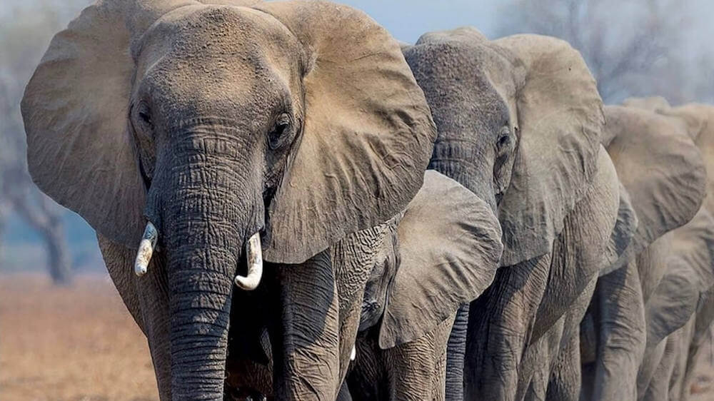 UK Government Implements One of the World's Toughest Bans on Ivory