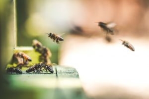 Biotech Startup Pioneers Formula to Help Save the Bees