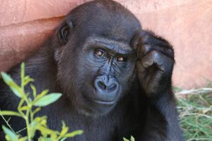 Gorilla Poop Study Suggests Plant-Based Diet May Lead to Better Gut Health in Humans