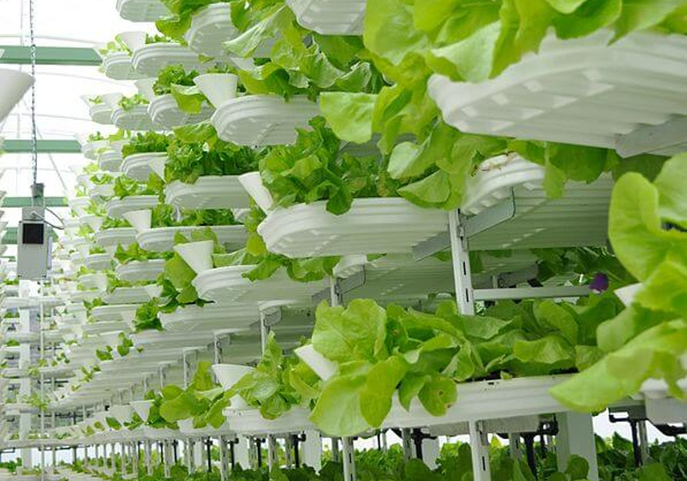 Princeton Brings Hydroponic Vertical 'Farm-to-Cafeteria' Program to Elementary School