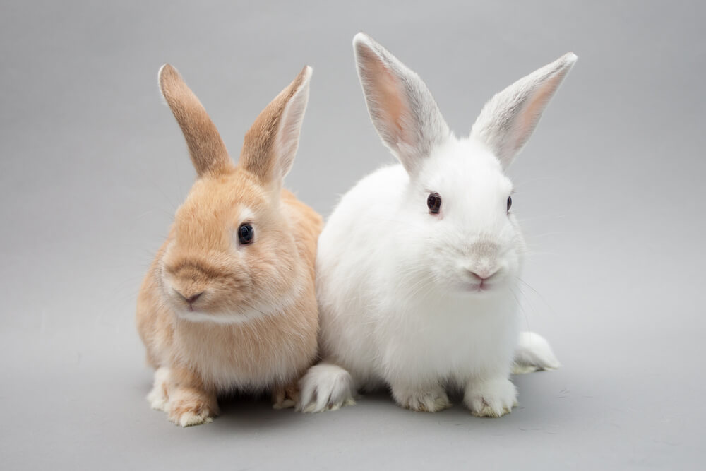 European Parliament to Support Global Cosmetic Animal Testing Ban