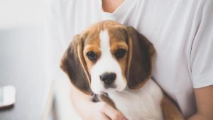 The BeFreegle Foundation Finds Homes for Retired Research Beagles