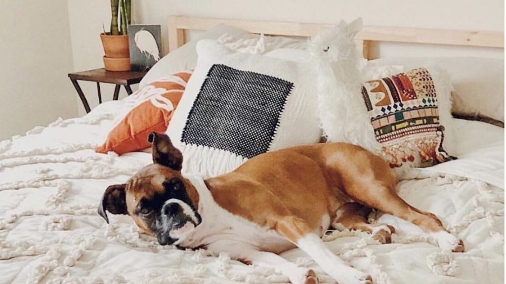 Anthropologie Bed with Dog Cropped
