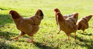 New Interactive ‘Meat Calculator’ Helps You Work Out How Many Chickens, Pigs, and Cows You Could Save You Would Save By Going Veggie