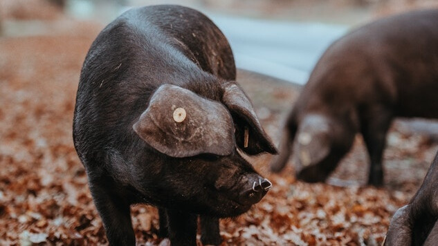Spain’s Pork Habit Is So Big Pigs Outnumber People by 3.5 Million