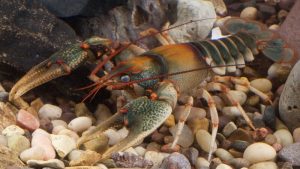 Crayfish Becomes Internet Sensation After Displaying Its Will For Life