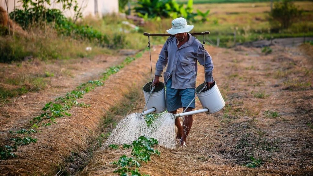 soy bean farmer watering crops