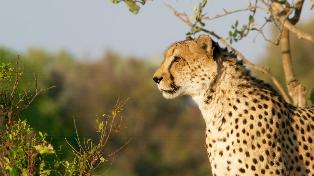 cheetah wild animal