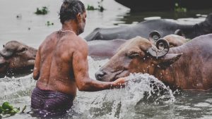Man with Ox in Water