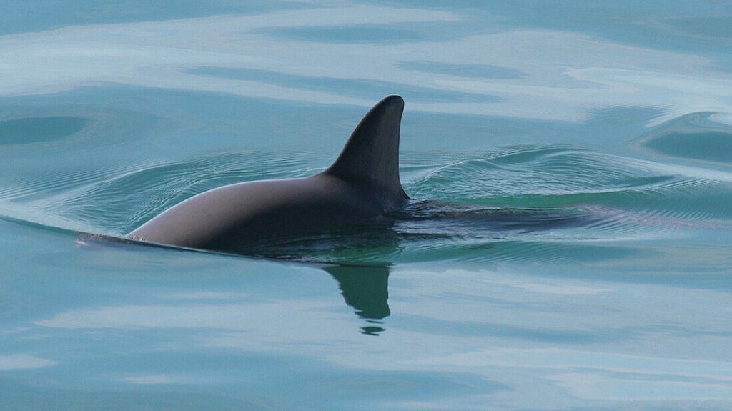 U.S. Bans Gillnet-Caught Seafood to Save Endangered Vaquita Porpoises