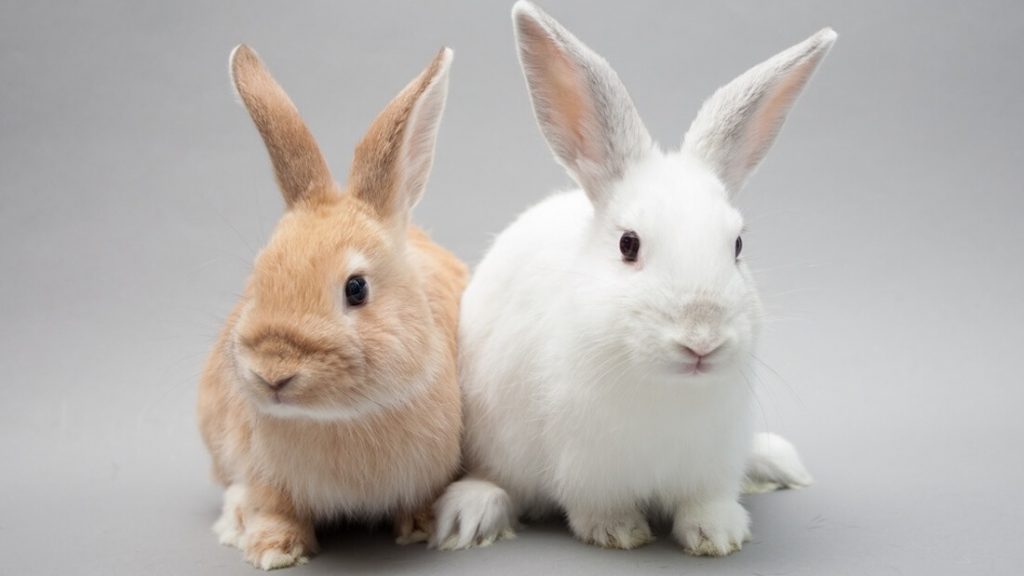 Meat Company Bans Animal Testing , Confuses Everybody