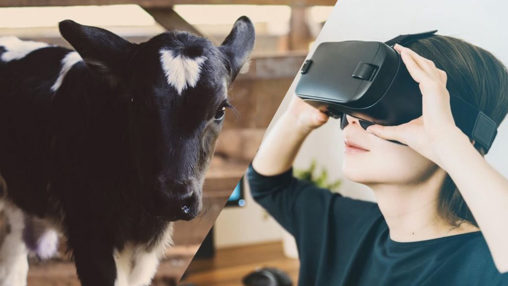 Dairy-Drinkers See Life Through a Calf’s Eyes With New Virtual Reality Technology