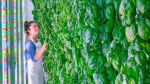 Plenty Brings Its Vertical Kale Gardens to Outside Lands Music Festival in San Francisco