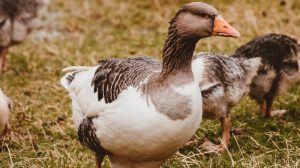 Veganism and Clean Meat a 'Challenge' to the Duck Meat Market, New Report Says