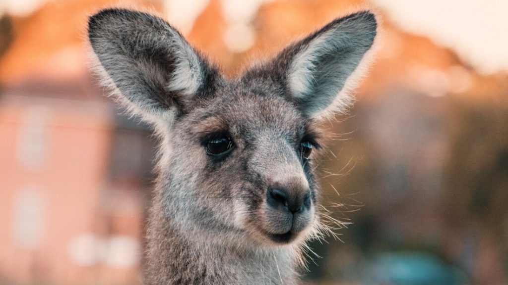 Australia's Pet Supply Store Pets at Home to Stop Selling Kangaroo Meat