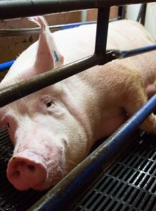 Kroger’s Pork Suppliers to Phase Out Gestation Crates By 2025