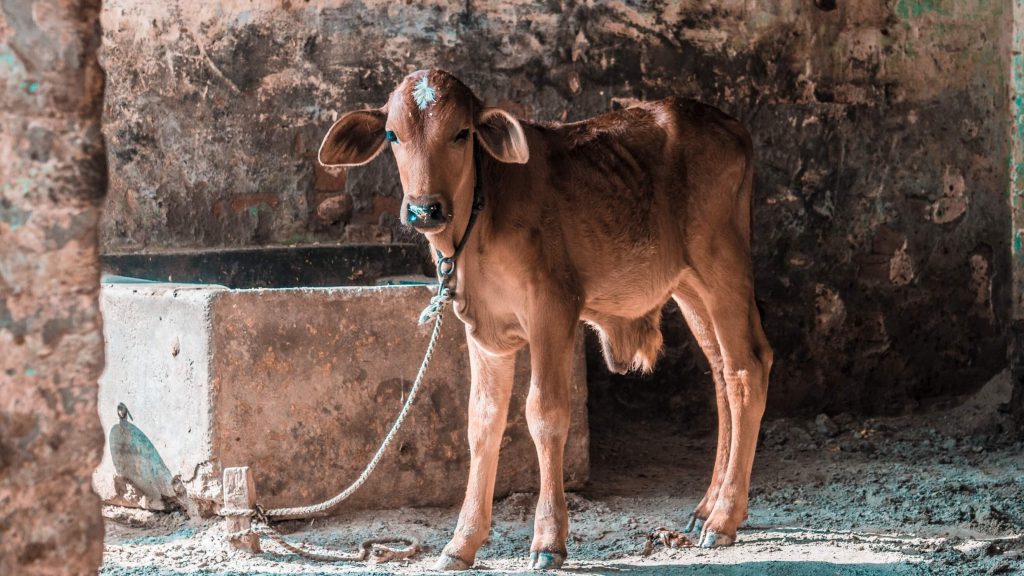 Religious Animal Sacrifices Banned In Sri Lanka’s Hindu Temples