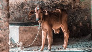 Religious Animal Sacrifices Banned In Sri Lanka’s Hindu Temples