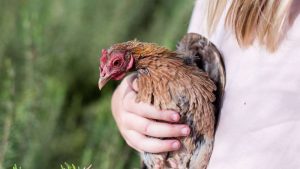 Israeli Ministry of Agriculture Calls for End to 'Kapparot' Chicken Sacrifice on Yom Kippur Eve