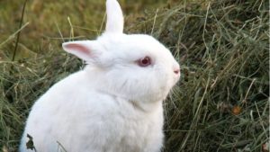 Colombia Will Ban All Cosmetic Animal Testing by 2024