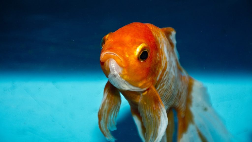 Bundoran Adventure Park in Ireland Bans Gifting Goldfish as Prizes