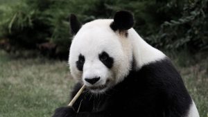 Giant Pandas No Longer Listed As Endangered
