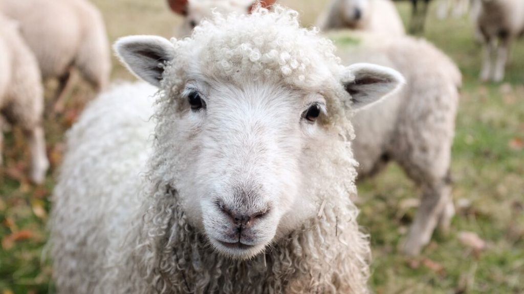 New Zealand Bans Sheep Mulesing