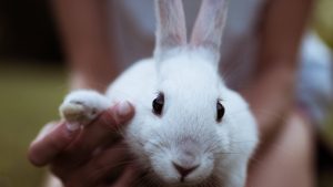 8.3 Million People Sign Anti-Animal Testing Petition Delivered to the UN