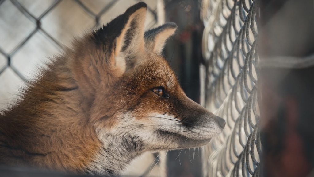 Bulgaria's Agriculture and Food Committee Votes Unanimously in Favor of Fur Farm Ban