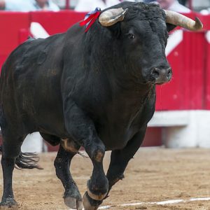 Bogota Moves to Ban Bullfighting In Colombia’s Capital