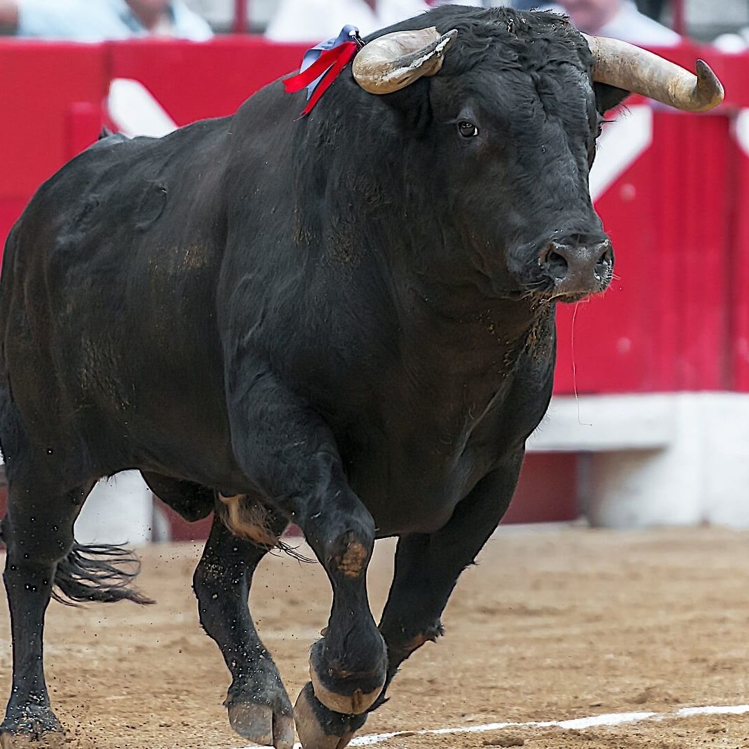 Mexico City One Step Closer Toward Bullfight Ban