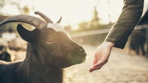 New UK TV Series ‘Travel With a Goat’ Aims to ‘Spark Conversations’ About Where Meat Comes From