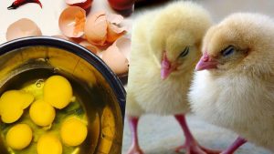 German Company SELEGGT Develops Free Technology for Egg Farms to Eradicate Culling of Male Chicks