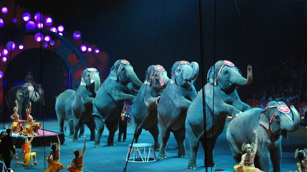 Parliament Bans Wild Animal Circuses in Portugal