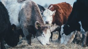 UK Climate Scientists Urge Consumers to Drastically Reduce Beef and Lamb Consumption