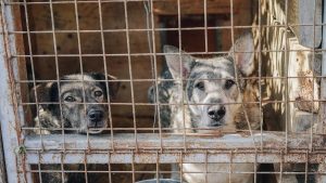 South Korea Shuts Its Largest Dog Meat Slaughterhouse