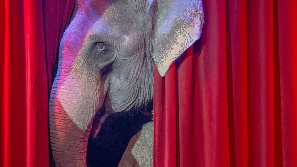 New Jersey Governor Phil Murphy Expected to Sign Ban on Wild Animal Circuses