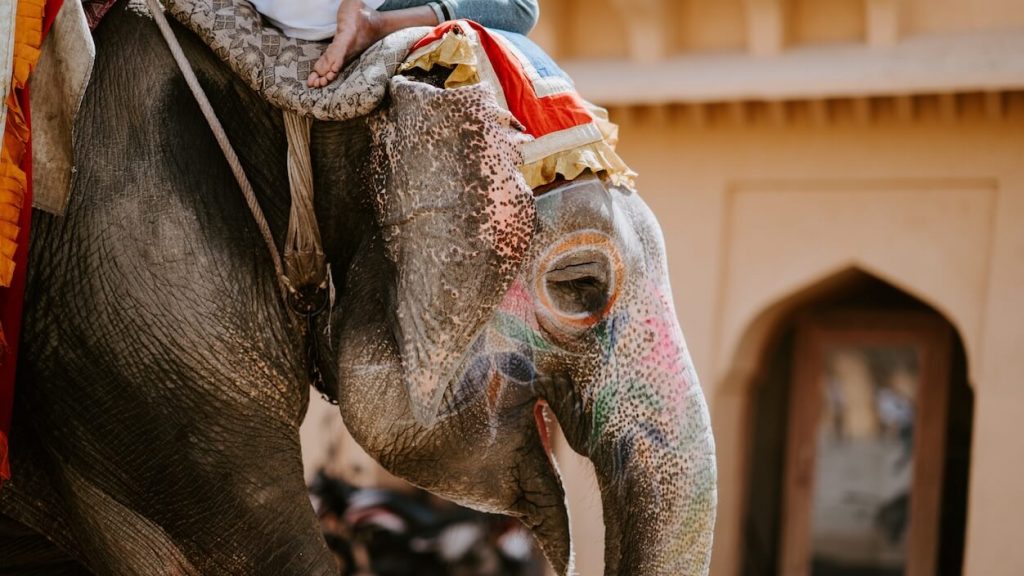 The NGO Wildlife SOS Opens India's First Elephant Hospital
