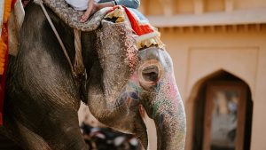 The NGO Wildlife SOS Opens India’s First Elephant Hospital