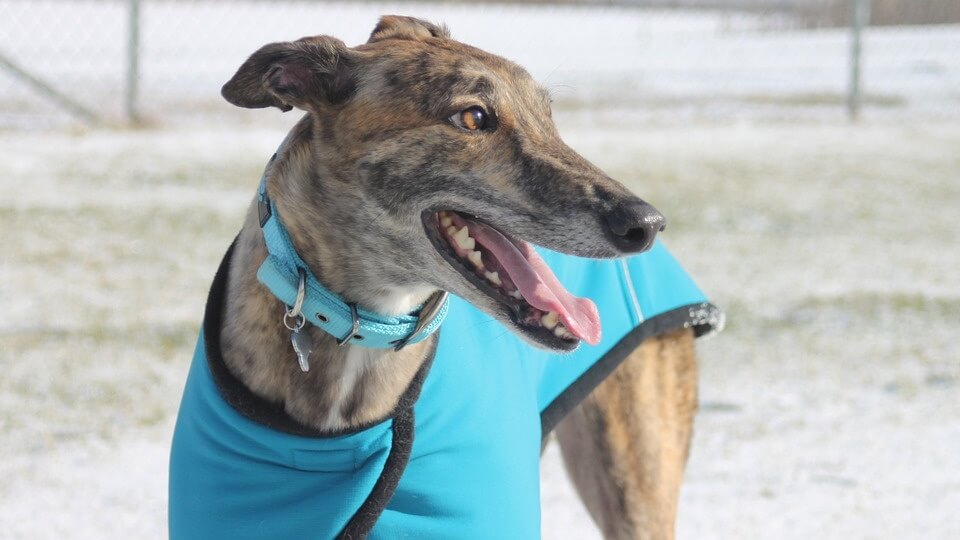 Commercial Greyhound Racing Ban Passes In Florida Following ‘Overwhelming’ Voter Support